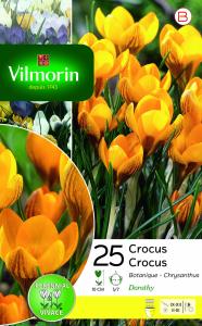 Crocus Dorothy (x25)